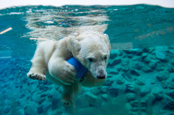 Polar bear at Tallinn Zoo in Estonia Polar bear swimming at Tallinn Zoo in Estonia.