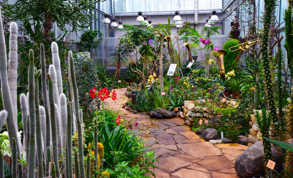 Tallinn Botanic Garden in Estonia Cactuses and other plants at the Tallinn Botanic Garden in Estonia.