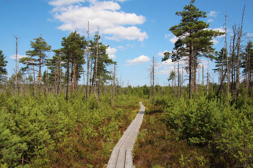Pääsküla Bog