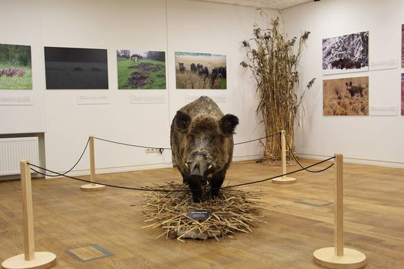 Wild boar