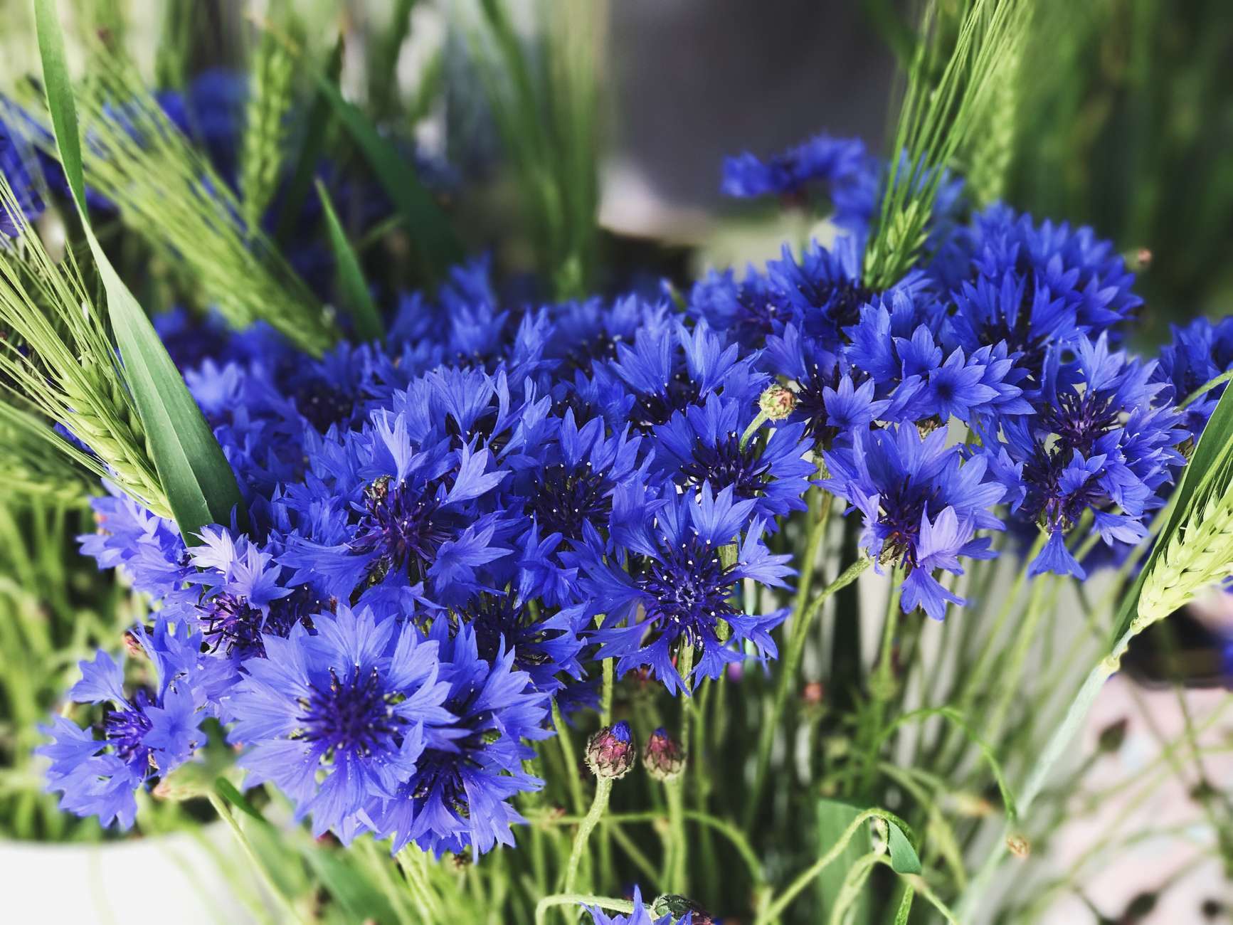 cornflower